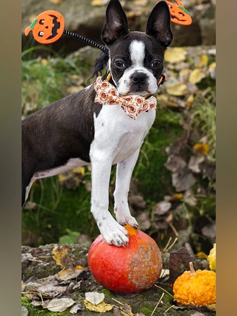 NEW-Medium Festive Fall Turkey Print Dog Collar & Bow Tie Set - White & Orange